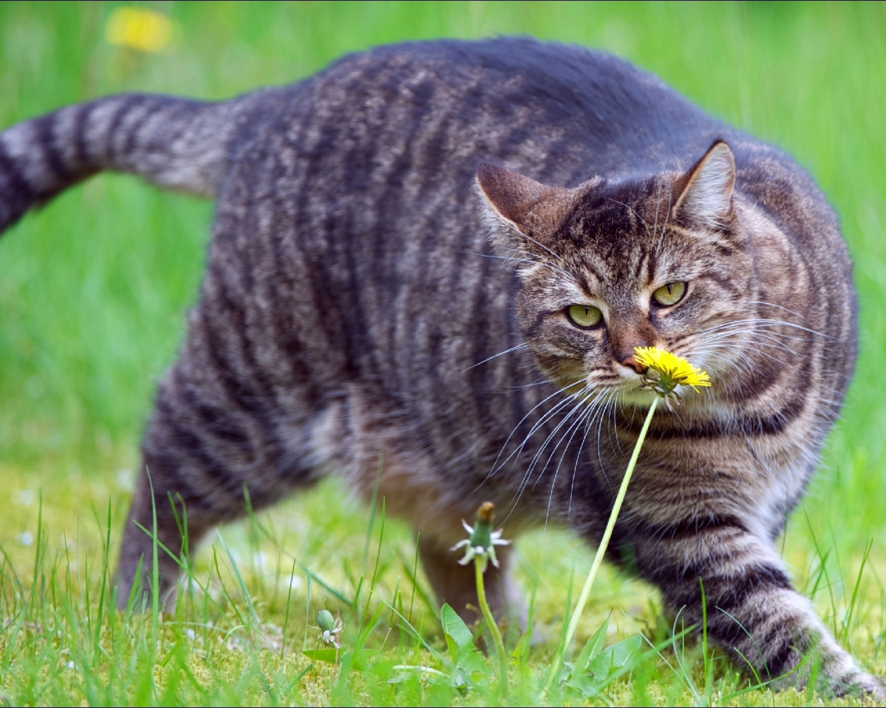 Толстый кот нюхает цветок