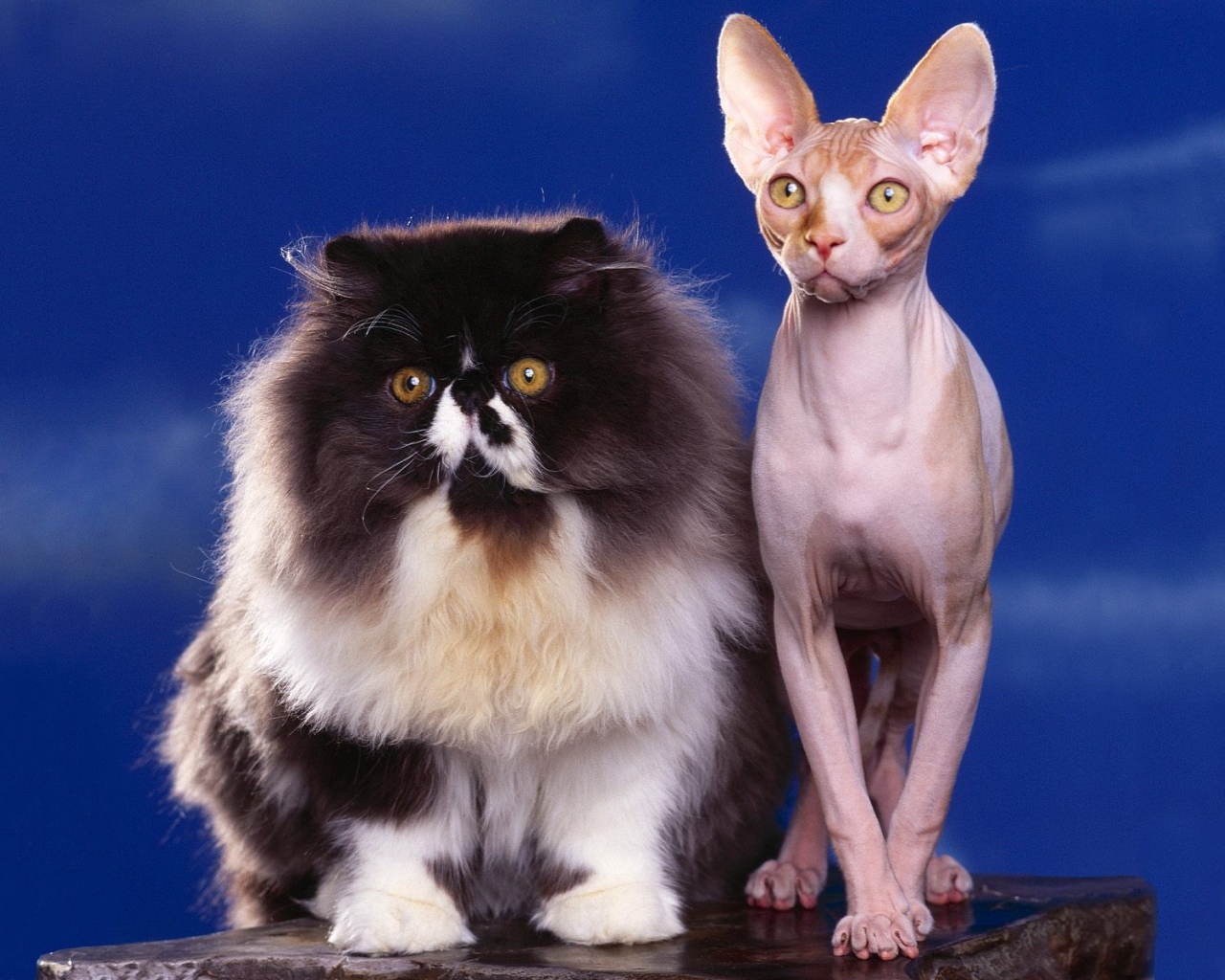 Пушистый и голый кот