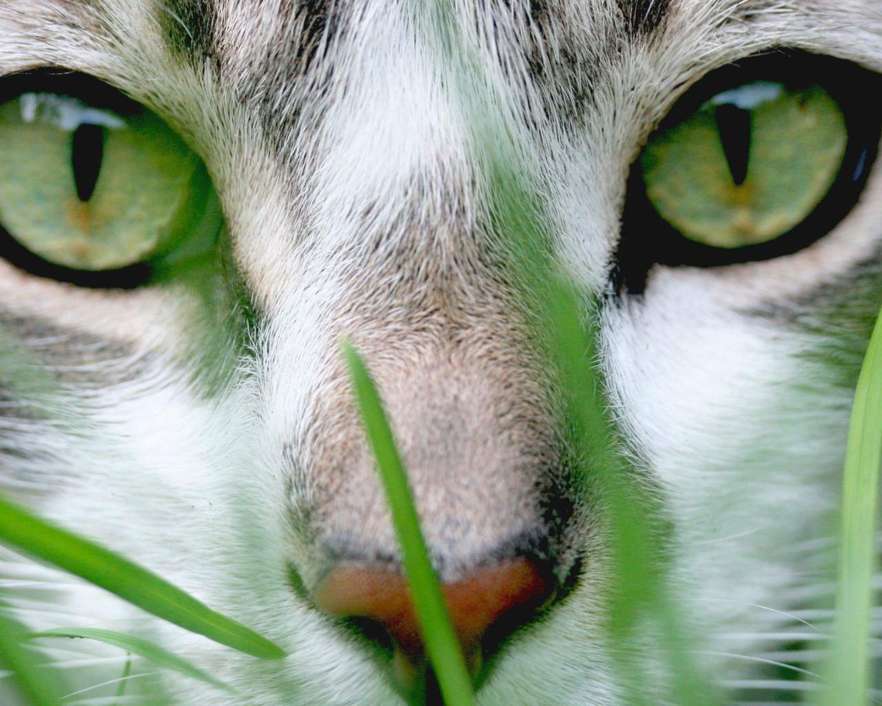 Зеленые глаза и зеленая трава