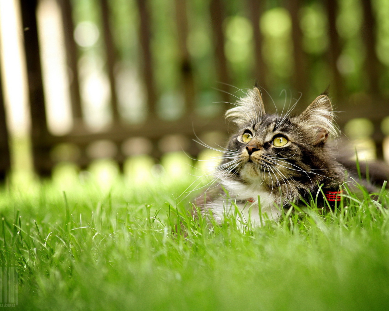 Серый кот лежит на траве