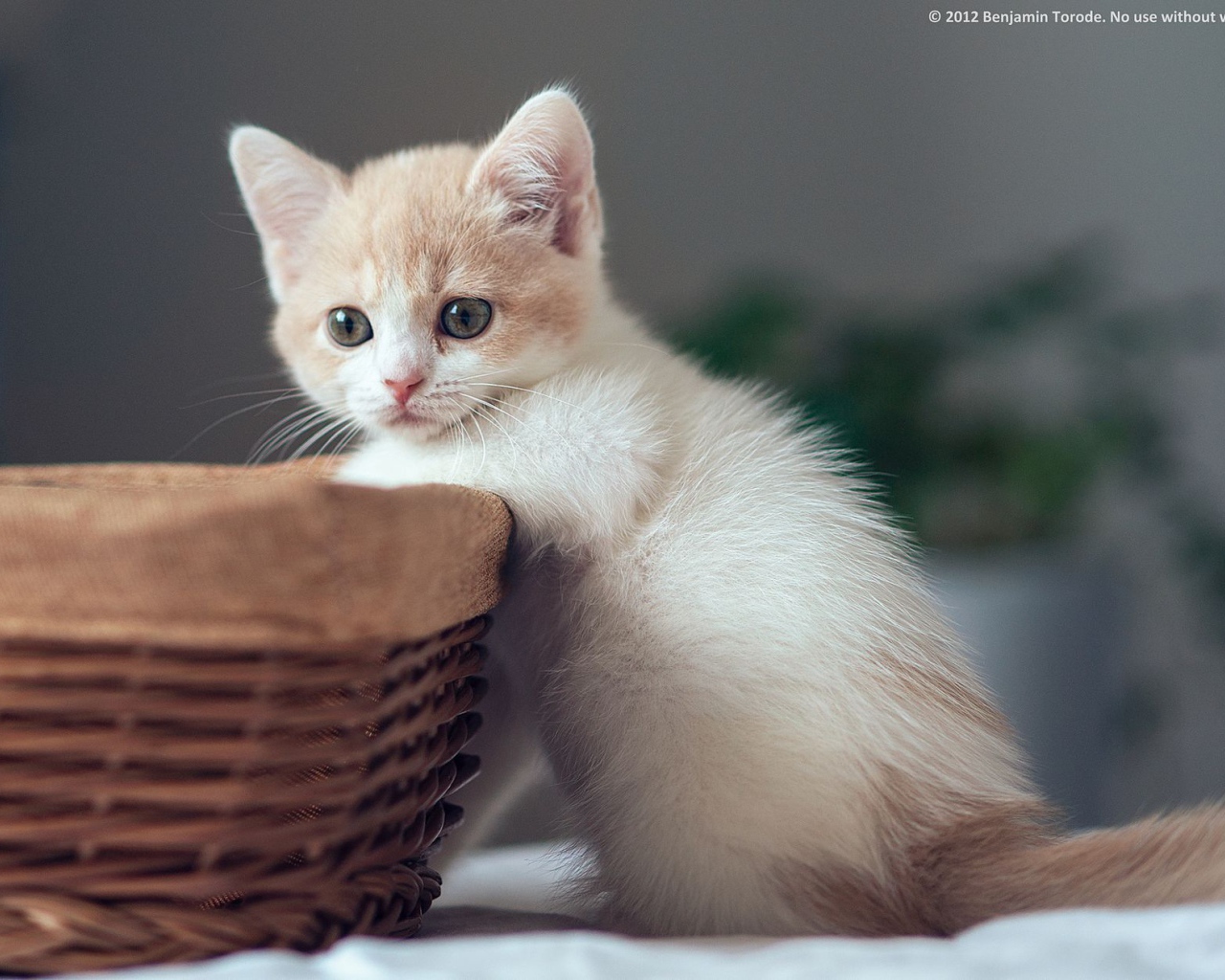 	   Kitten in basket