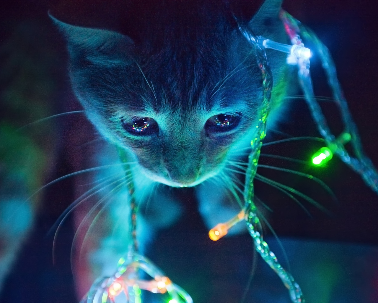 Котенок в свете гирлянды