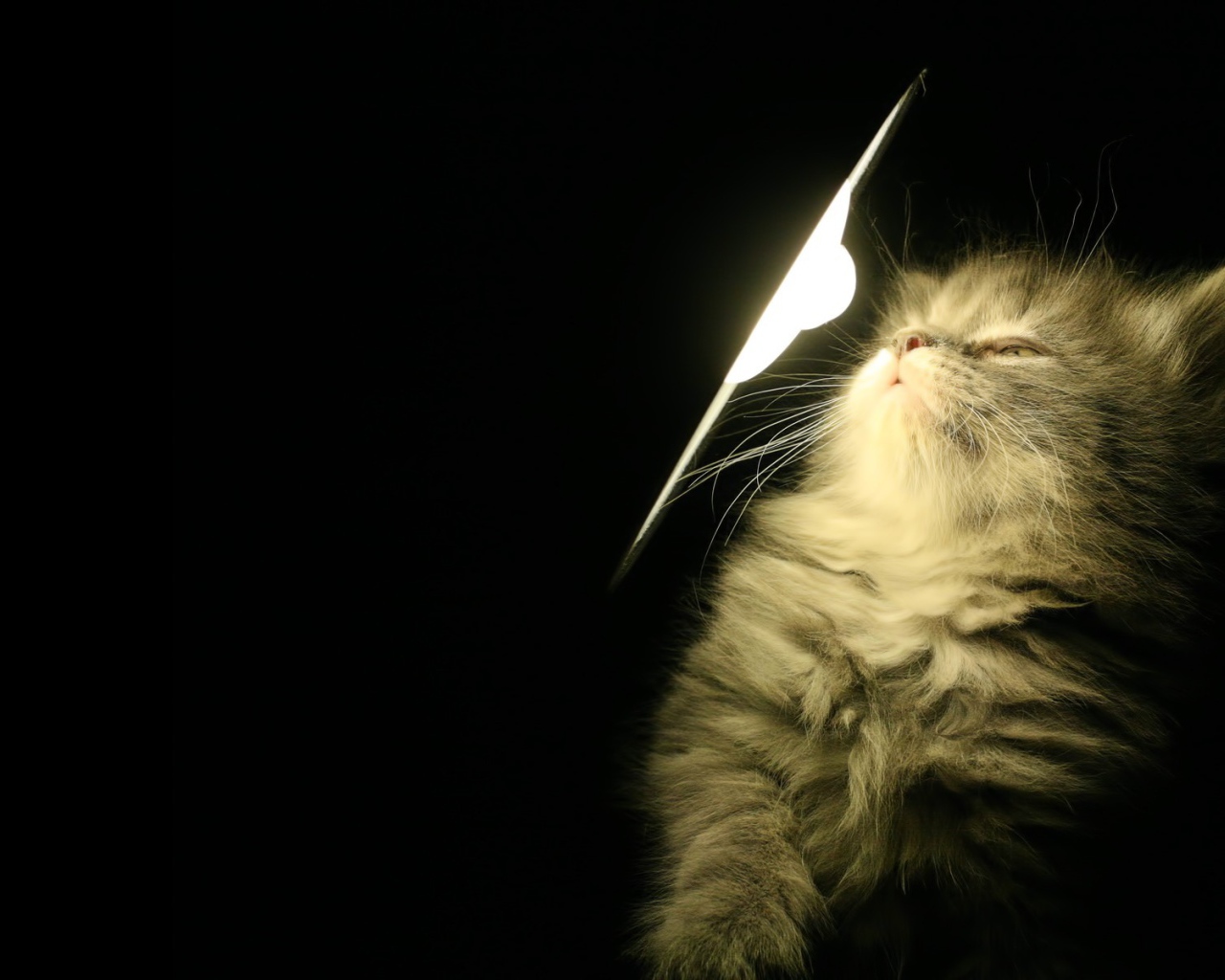 Котенок у лампы