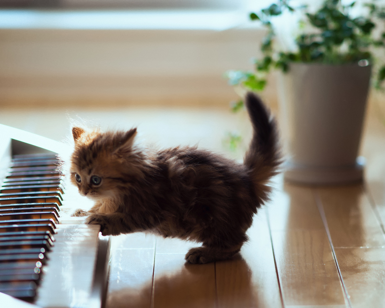 Котенок музыкант