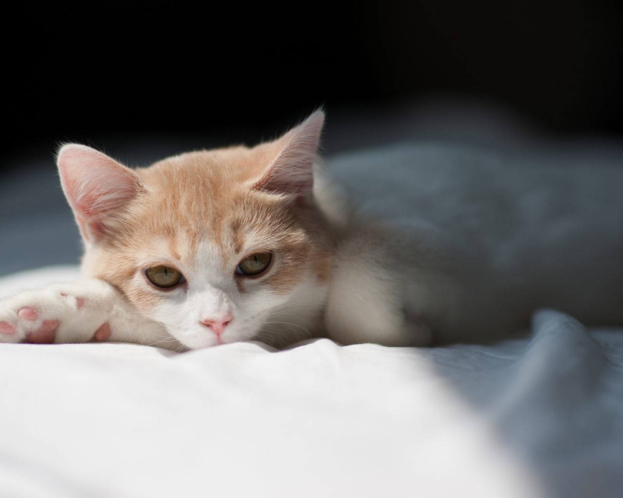 Котенок на белой кровати