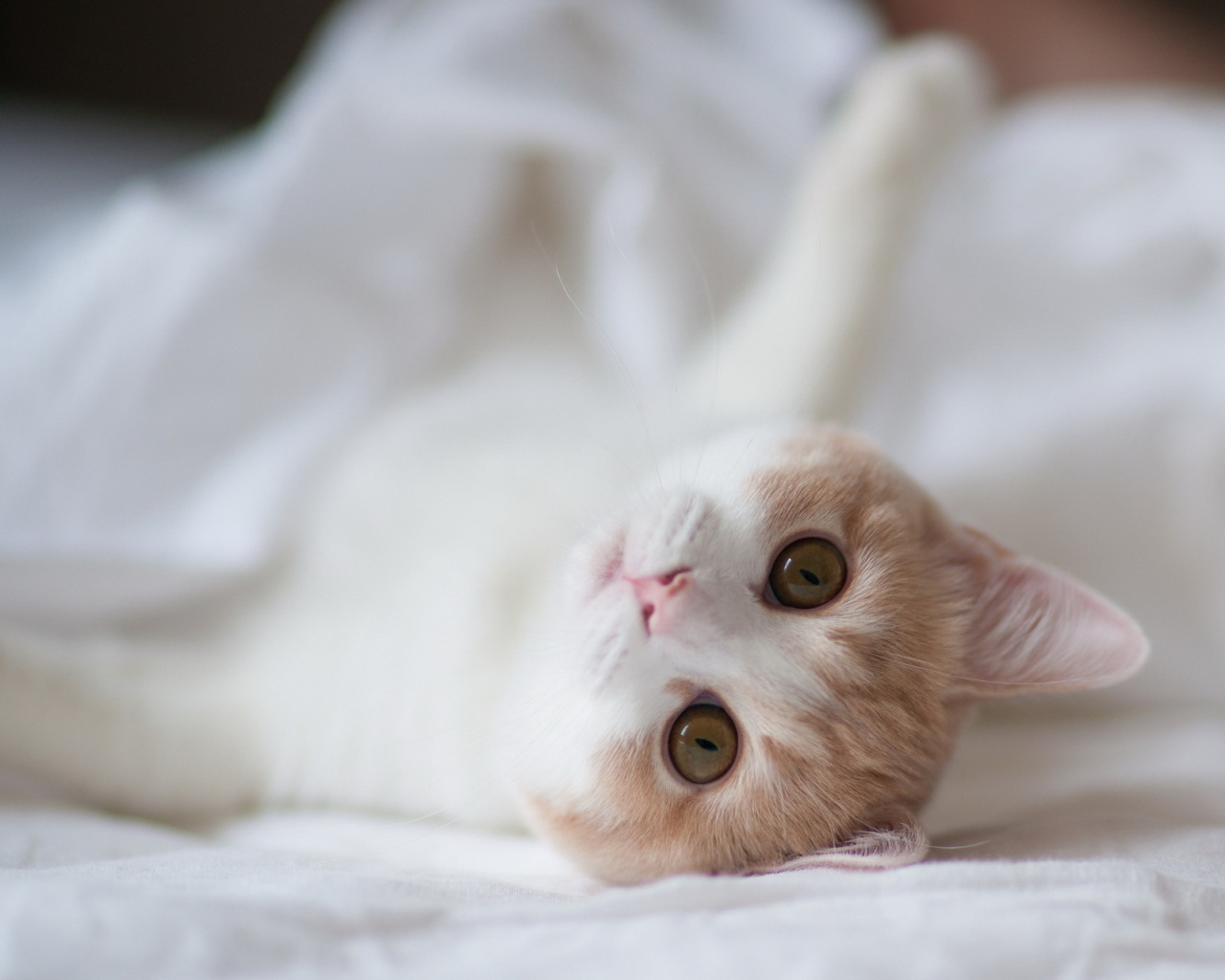 Котенок на белой постели