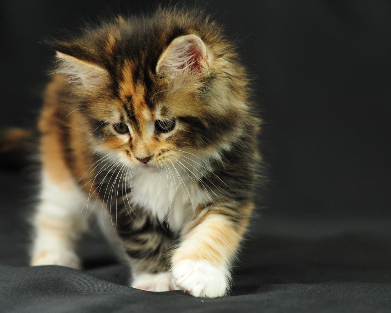 Котенок на черной ткани