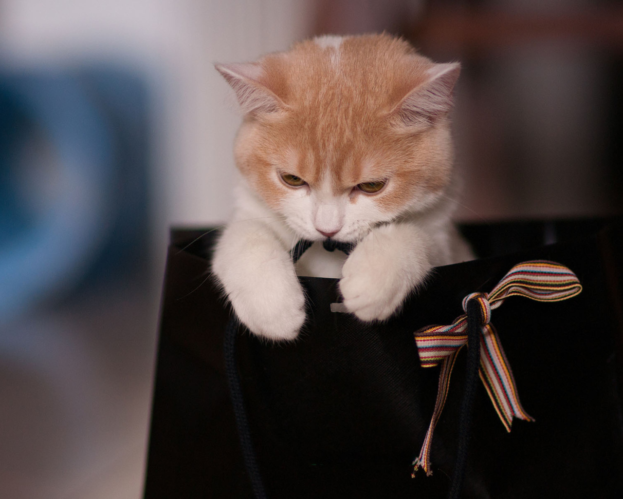 Котенок в пакете с бантом