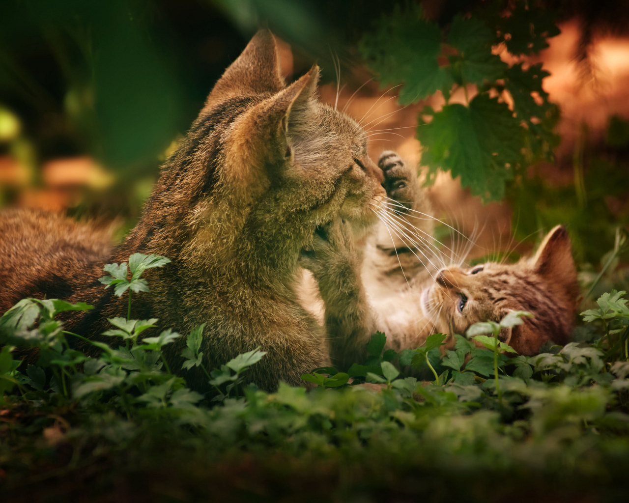 Котенок играет с кошкой