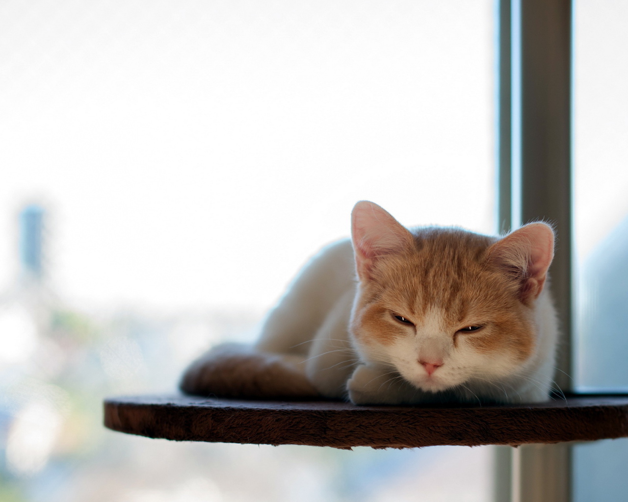 Котенок отдыхает на полке