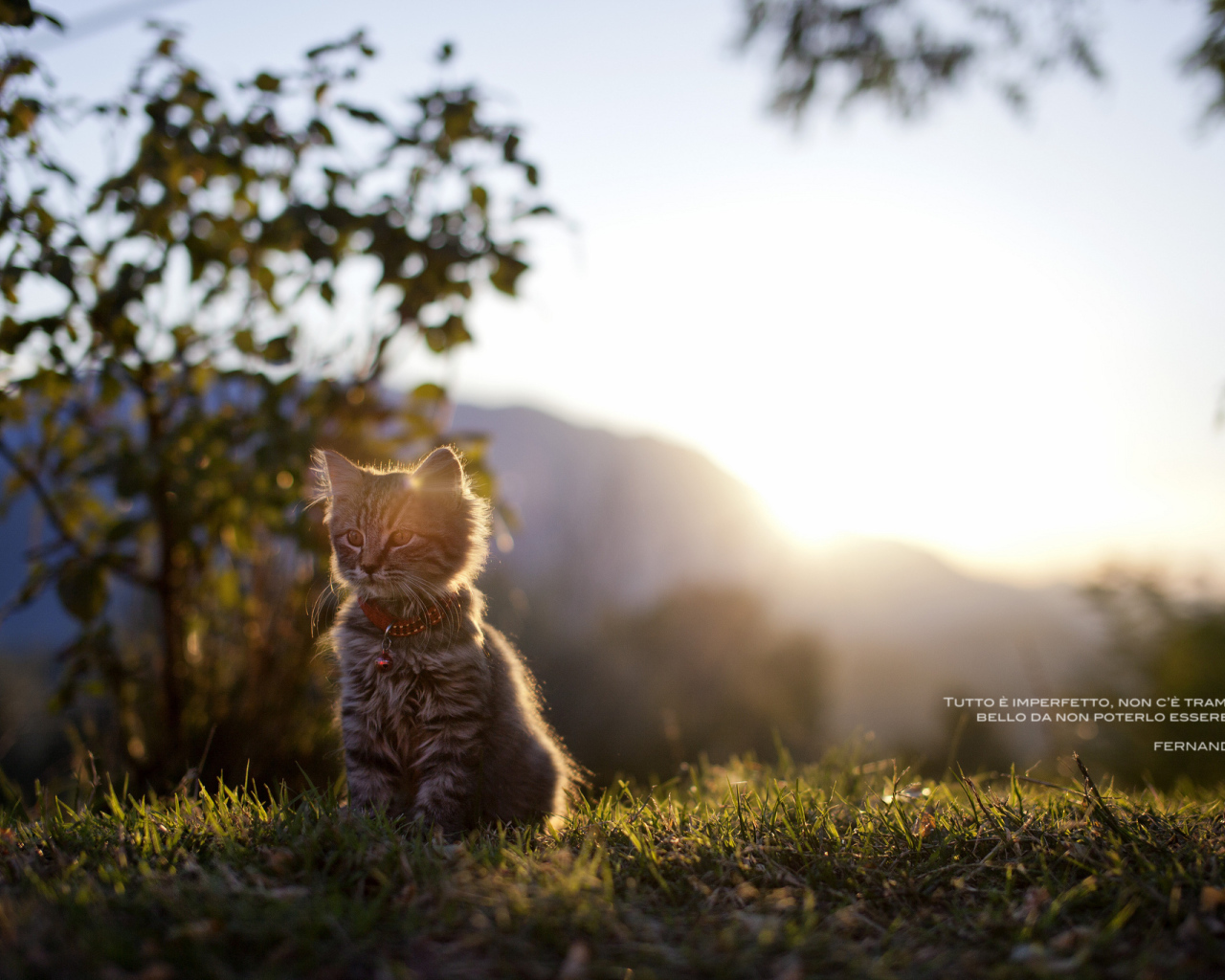 Котенок сидит на траве