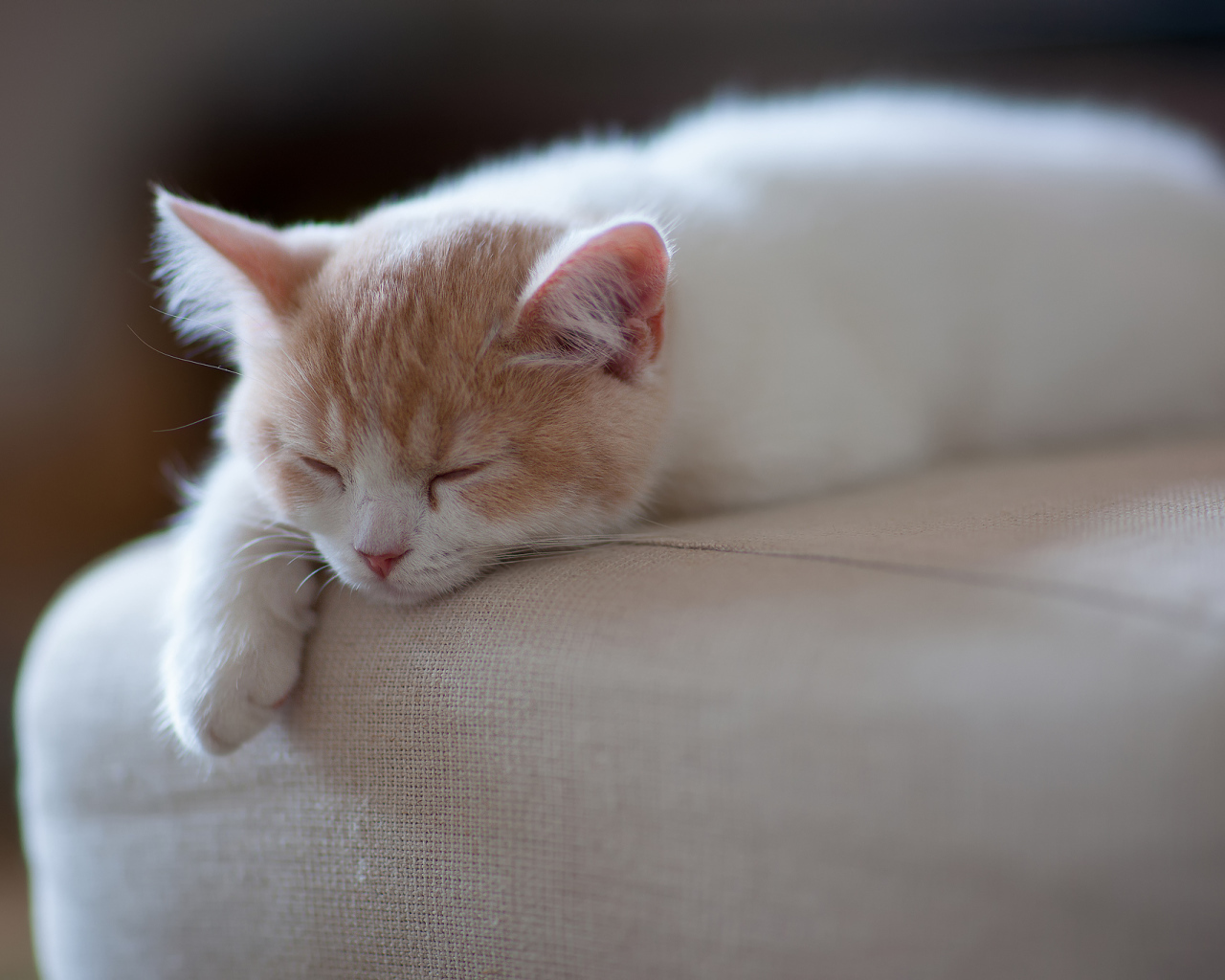 Котенок спит