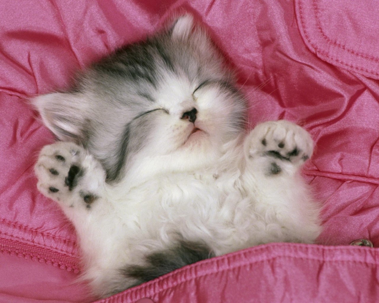 Котенок спит вверх лапами