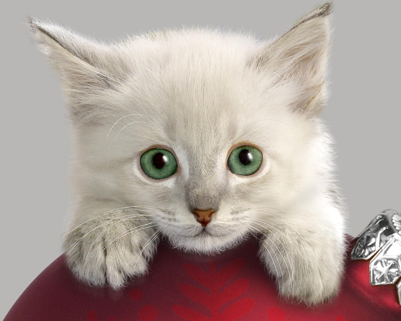 Котенок с Новогодней игрушкой