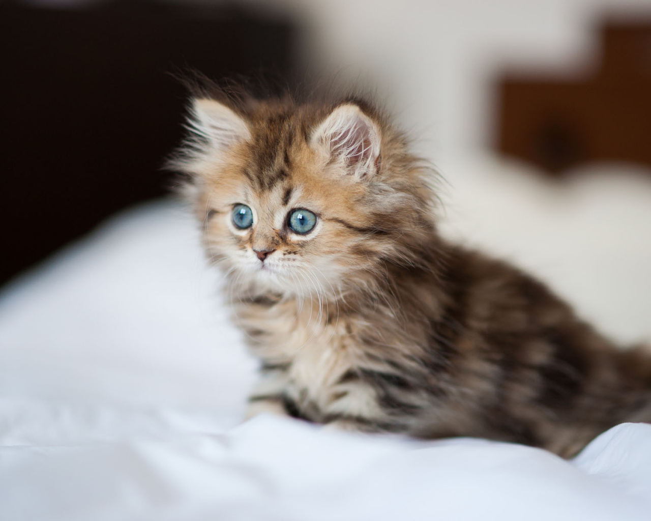 Котенок с голубыми глазами
