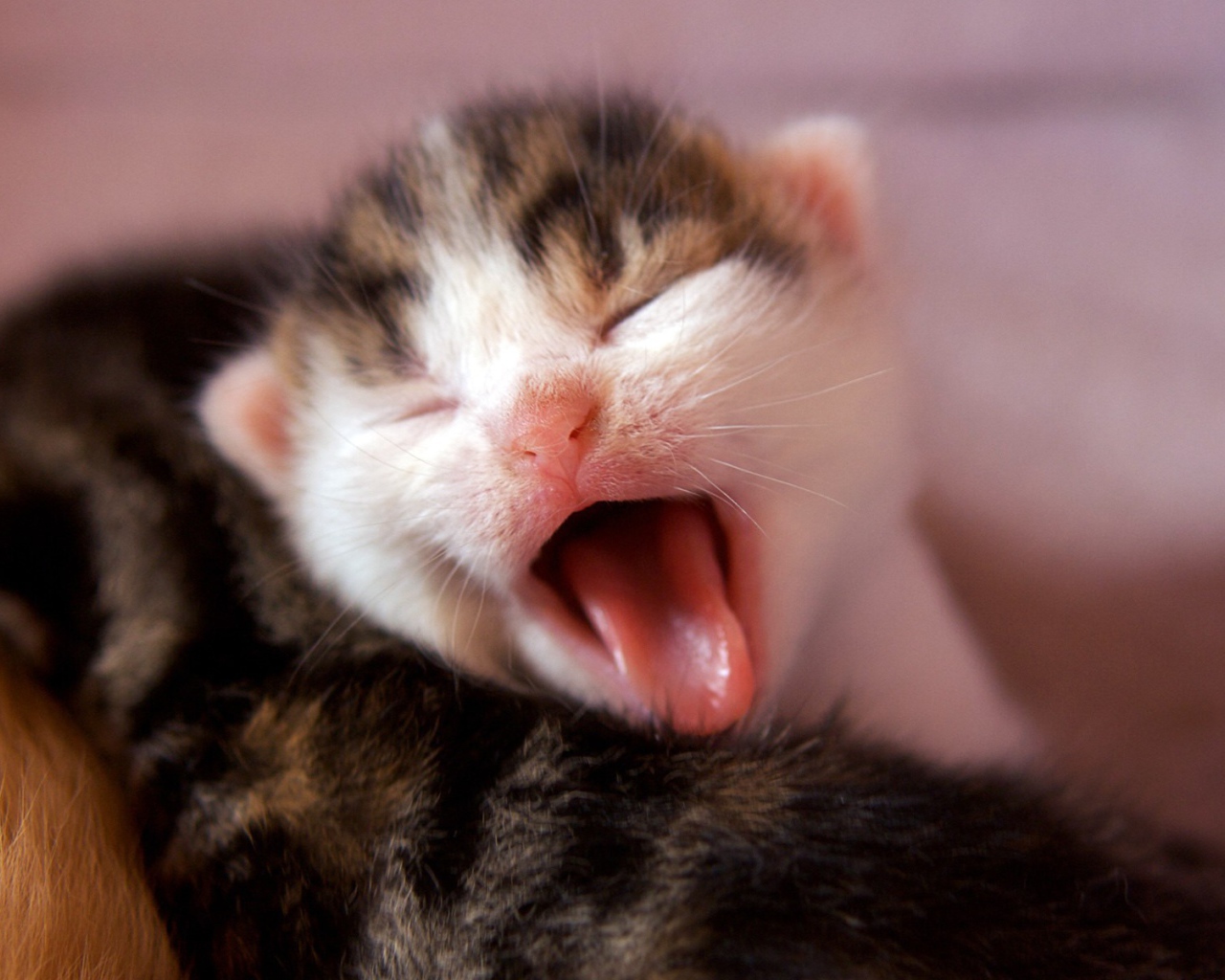 Котенок зевает