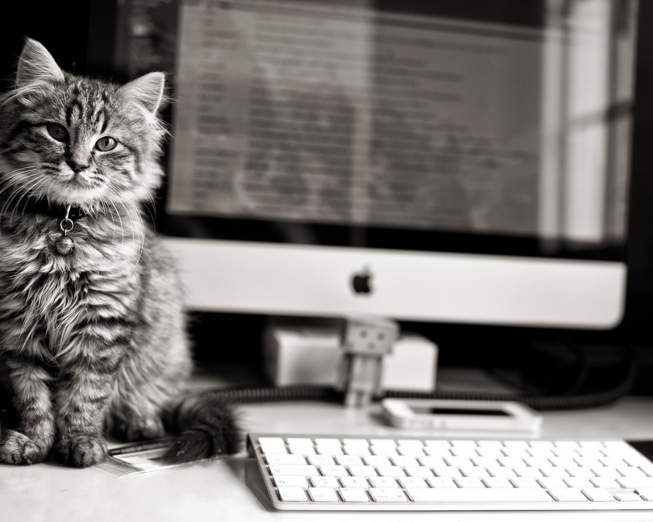 Котенок у компьютера