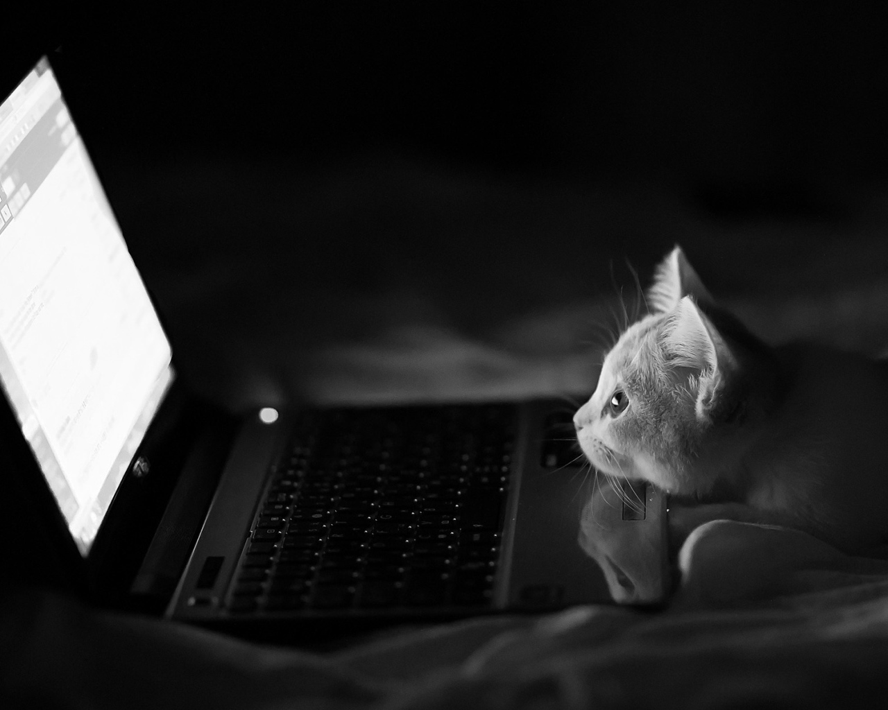 Котенок у компьютера