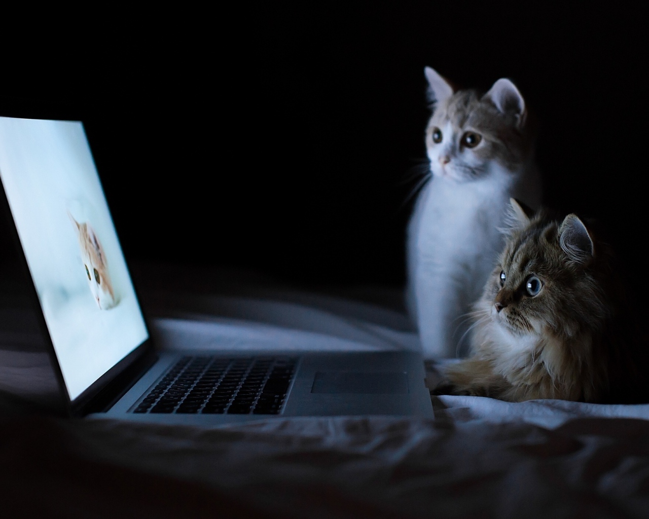 Котята у ноутбука