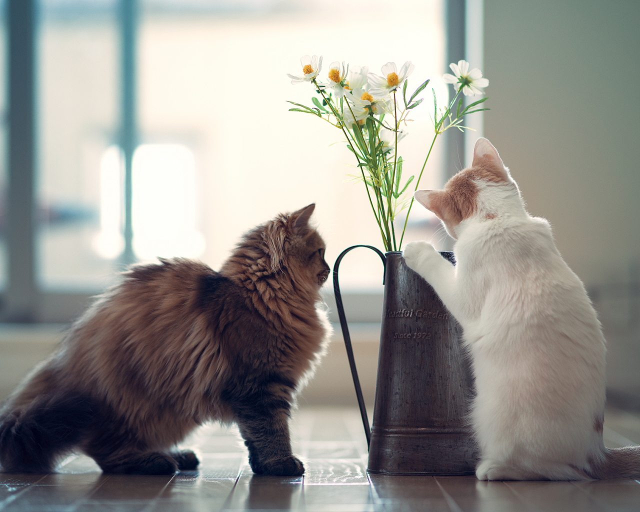 Котята изучают цветок