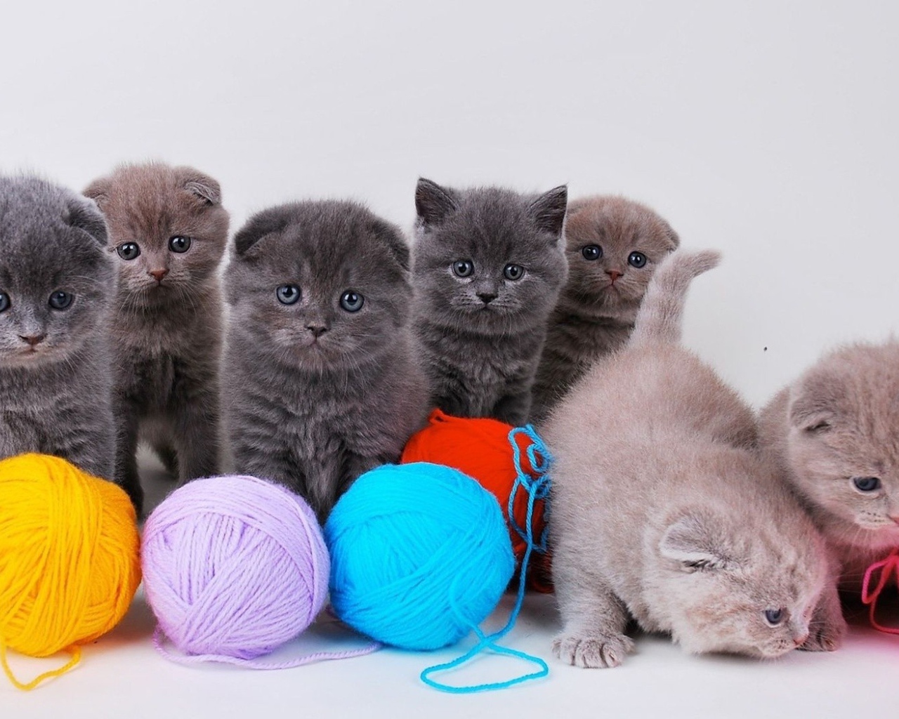 Котята непоседы