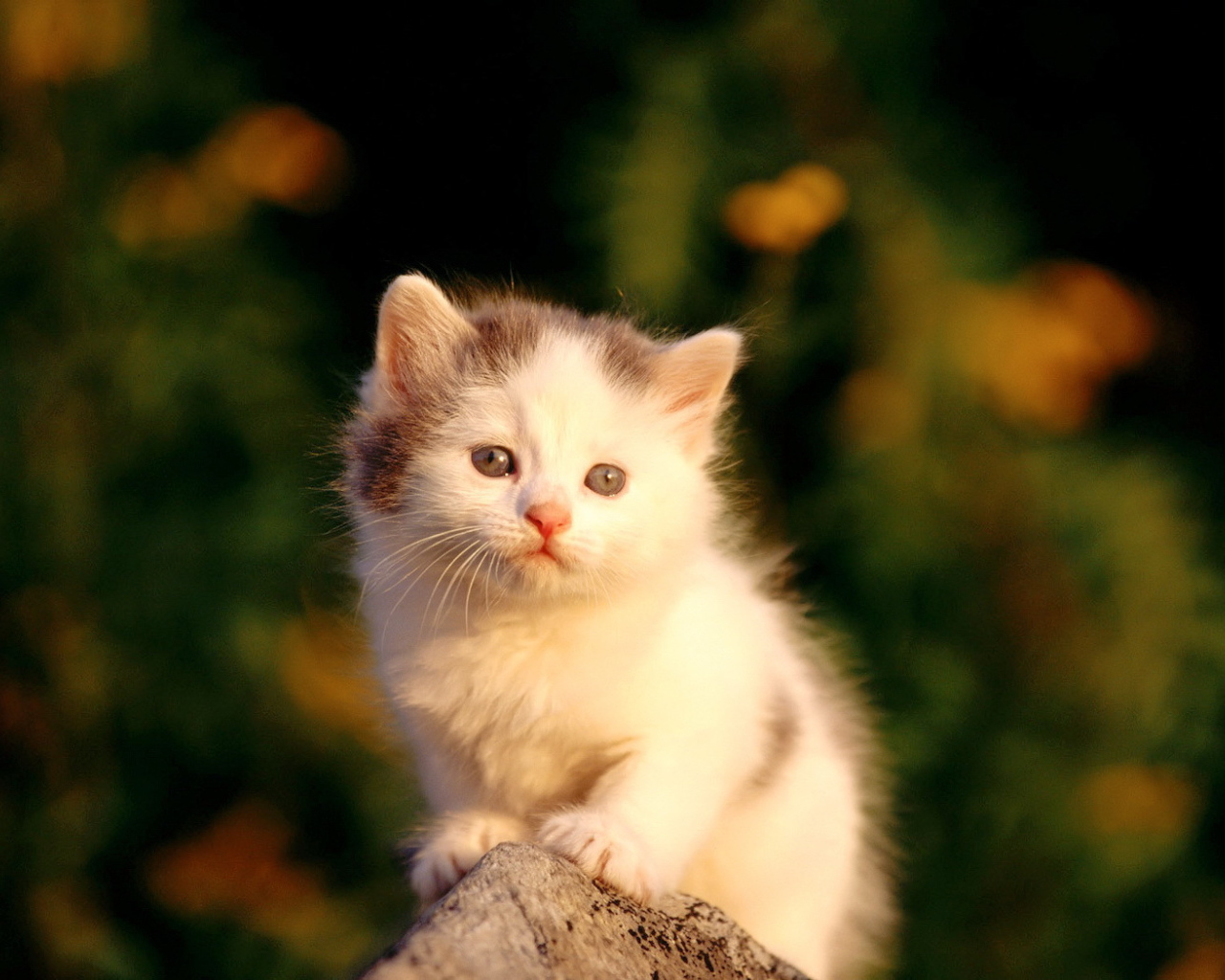 Маленький пушистый котенок