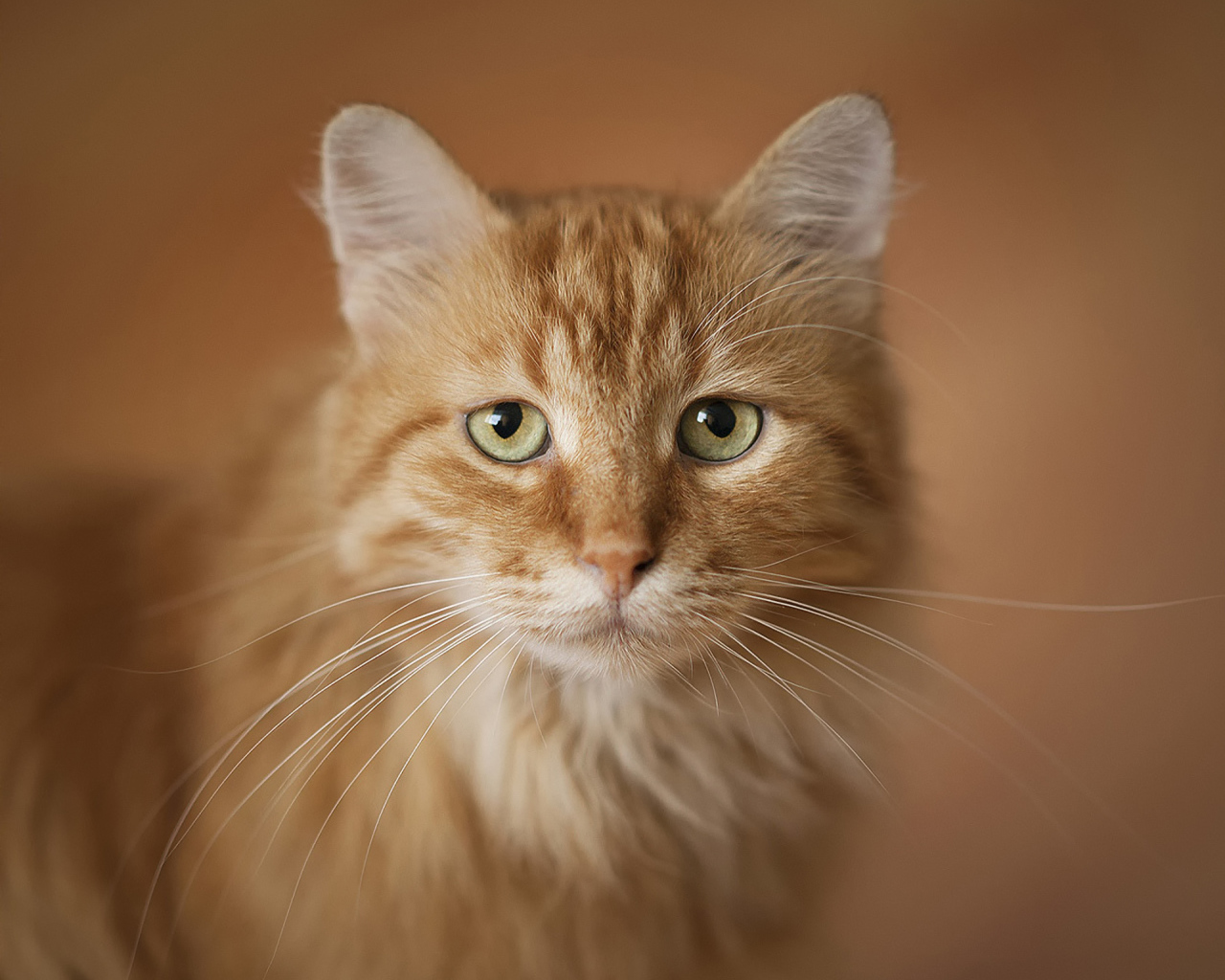 Портрет рыжего кота