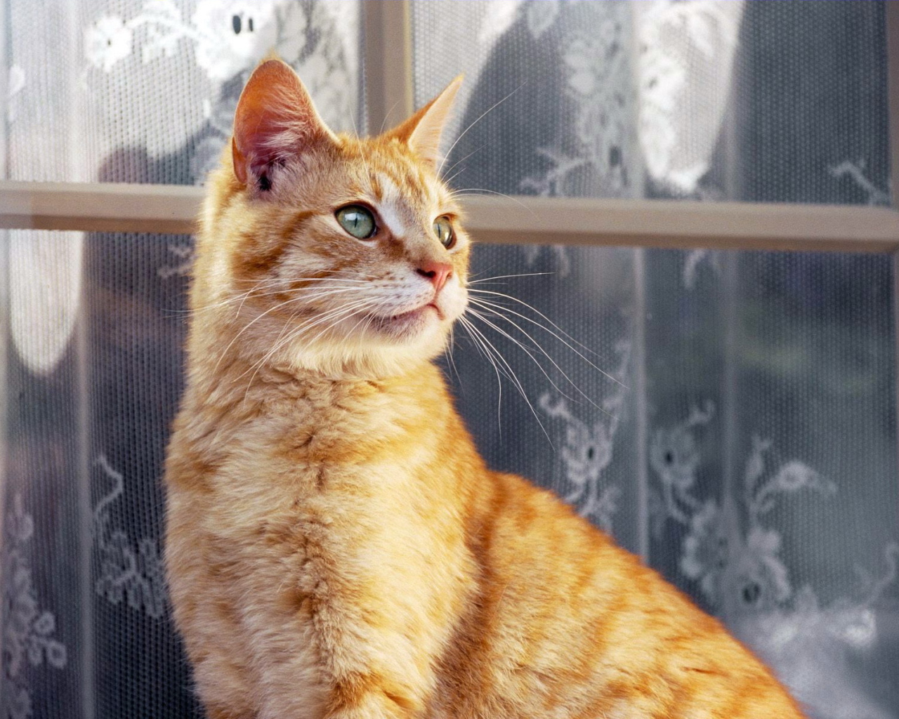 Рыжий кот около окна