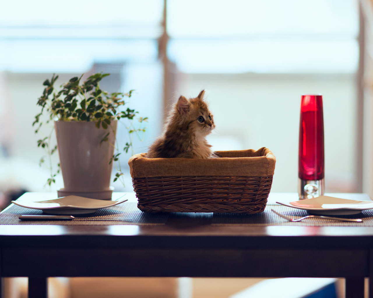 Натюрморт с котенком