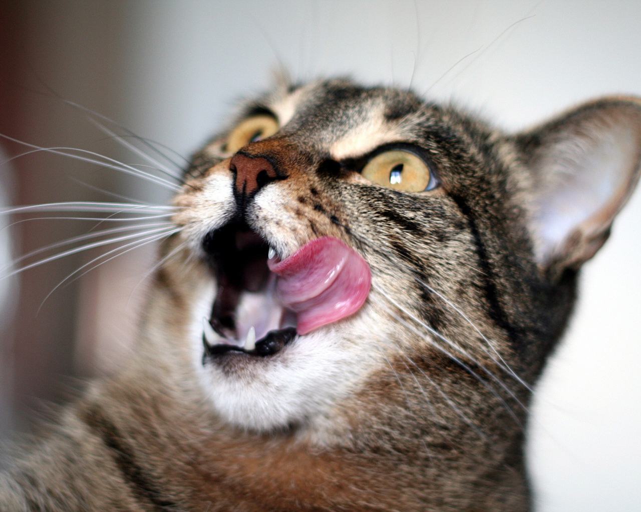 Удивленный кот