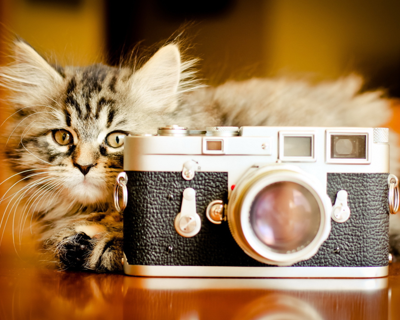 Кот за фотоаппаратом