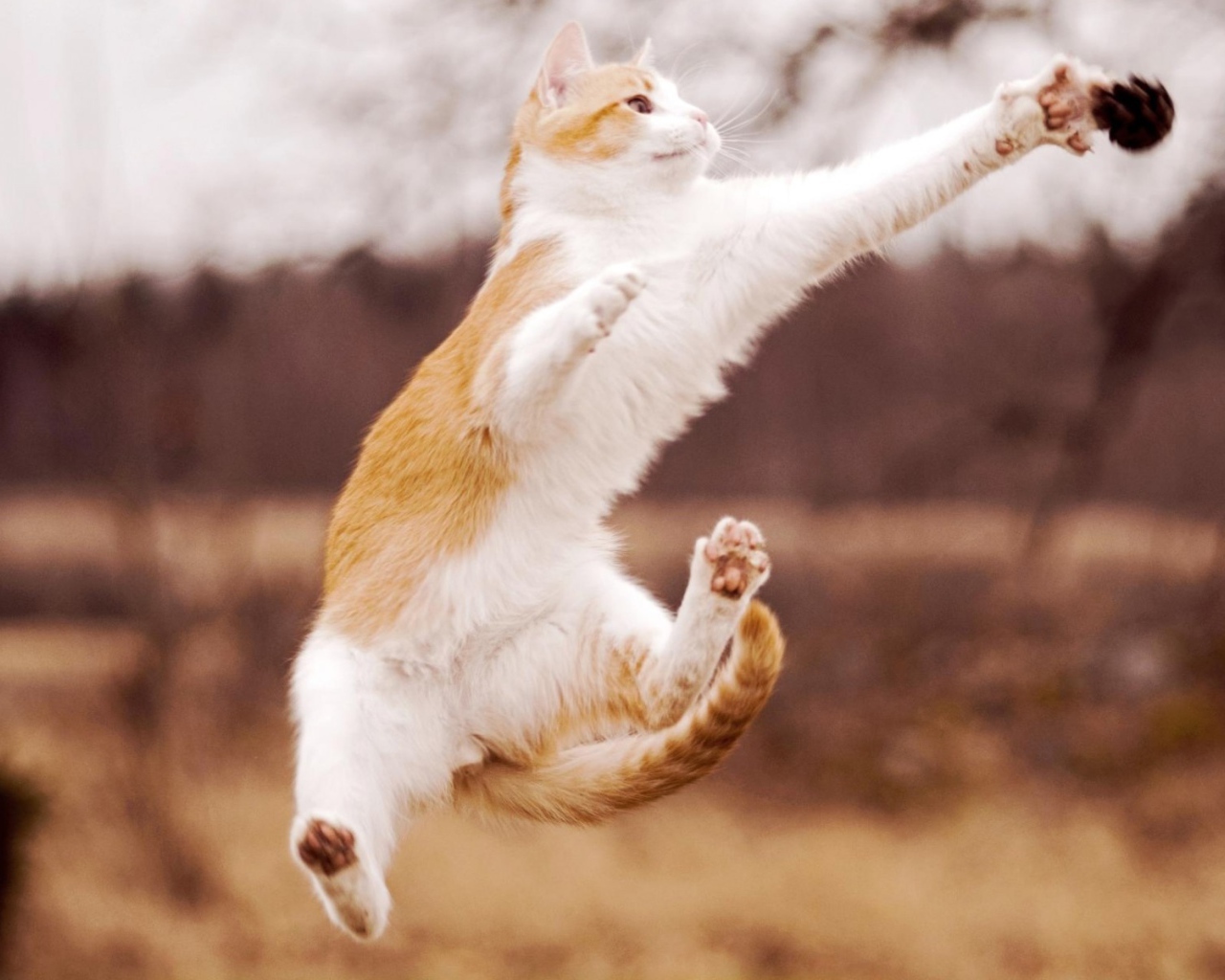 Кот в прыжке