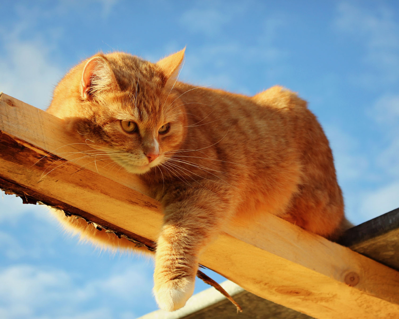 Кот лежит на доске