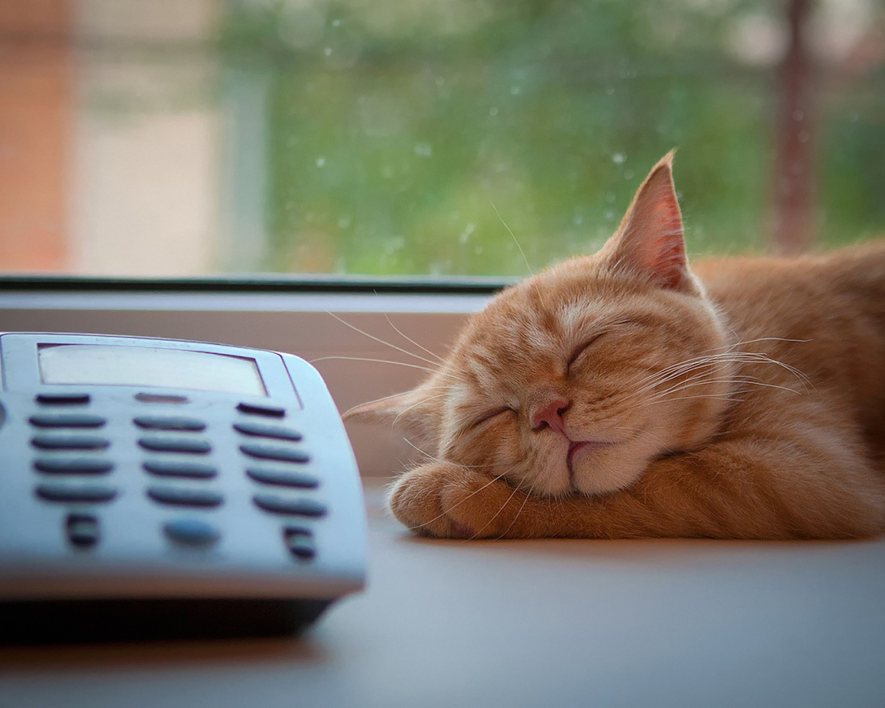 Кот спит около телефона