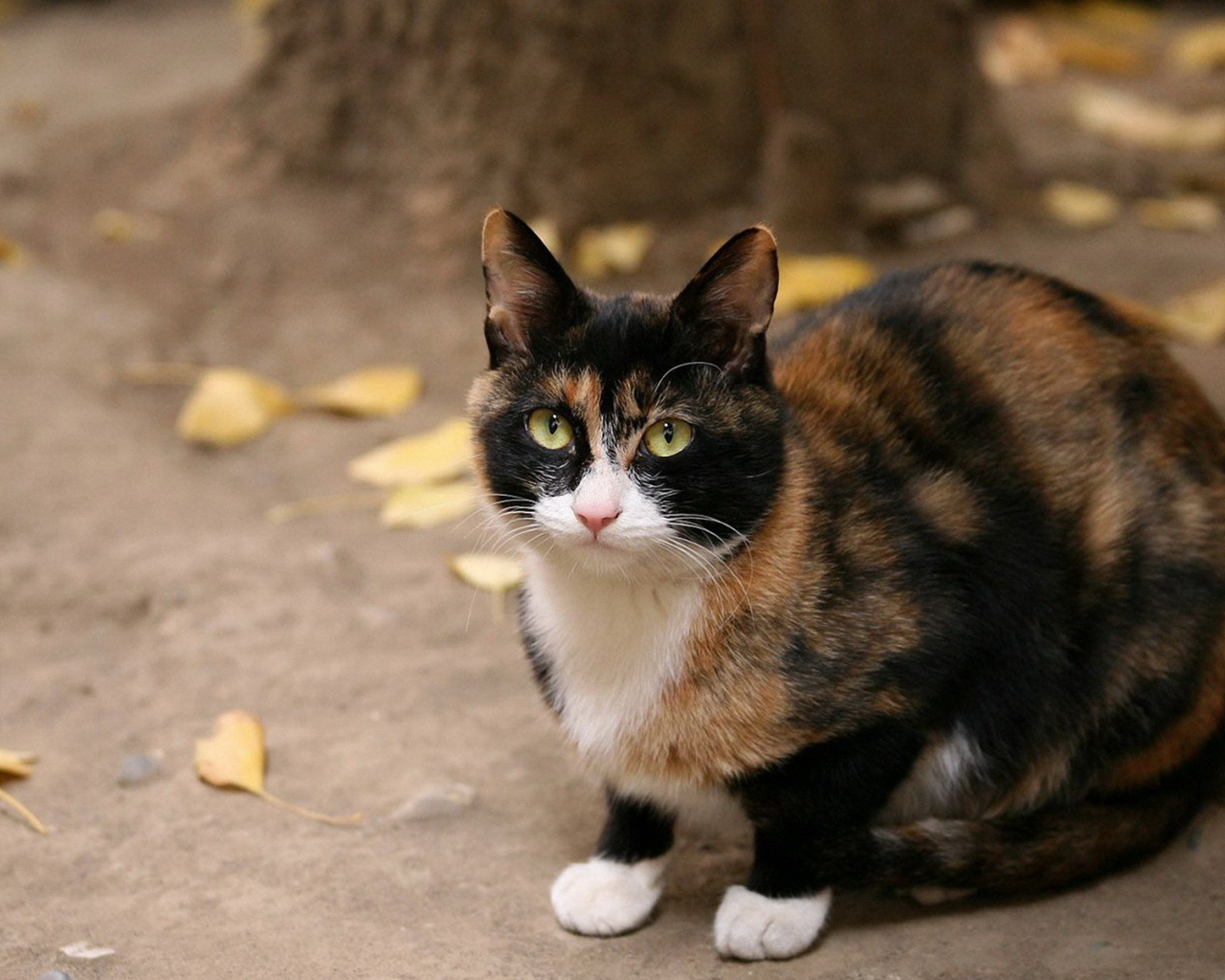 приснилась трехцветная кошка. черепаховая кошка калико. трехшерстная кошка пушистая. трехцветная черепаховая кошка. эгейская черепаховая кошка.