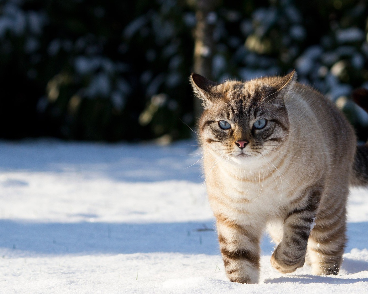 	   The cat walks in the snow