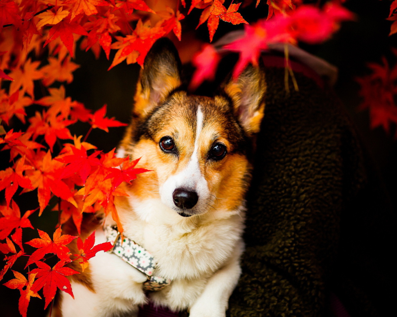 Собака в осенних листьях
