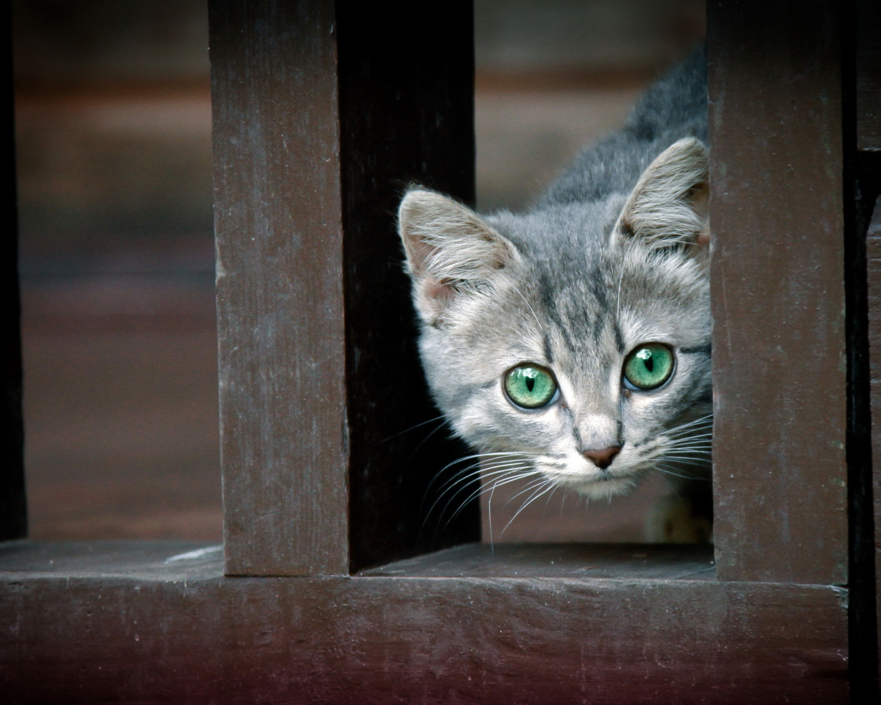 Котенок за забором