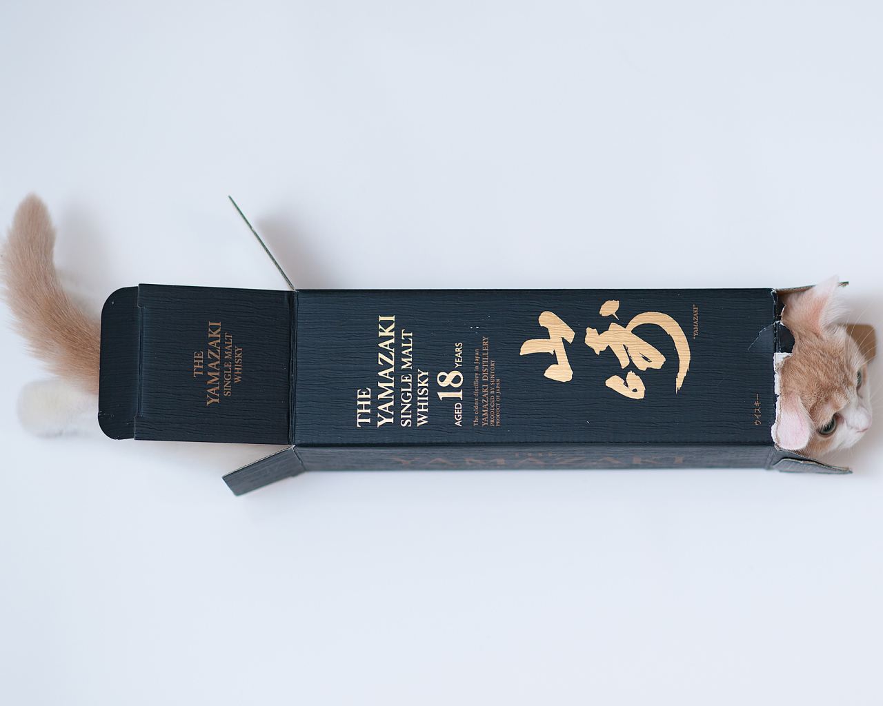 Котенок залез в коробку