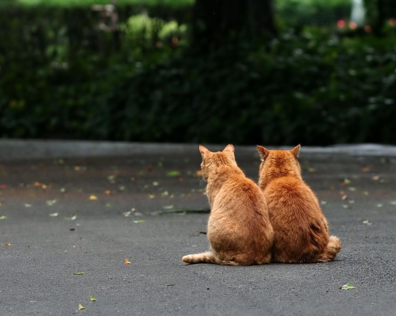 Два рыжих кота на улице