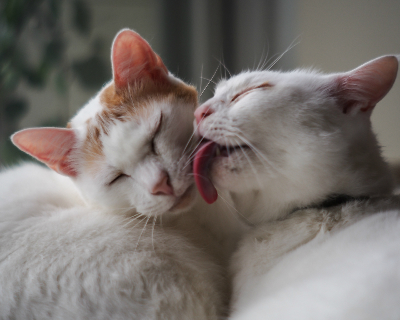 Белый кот лижет другого кота