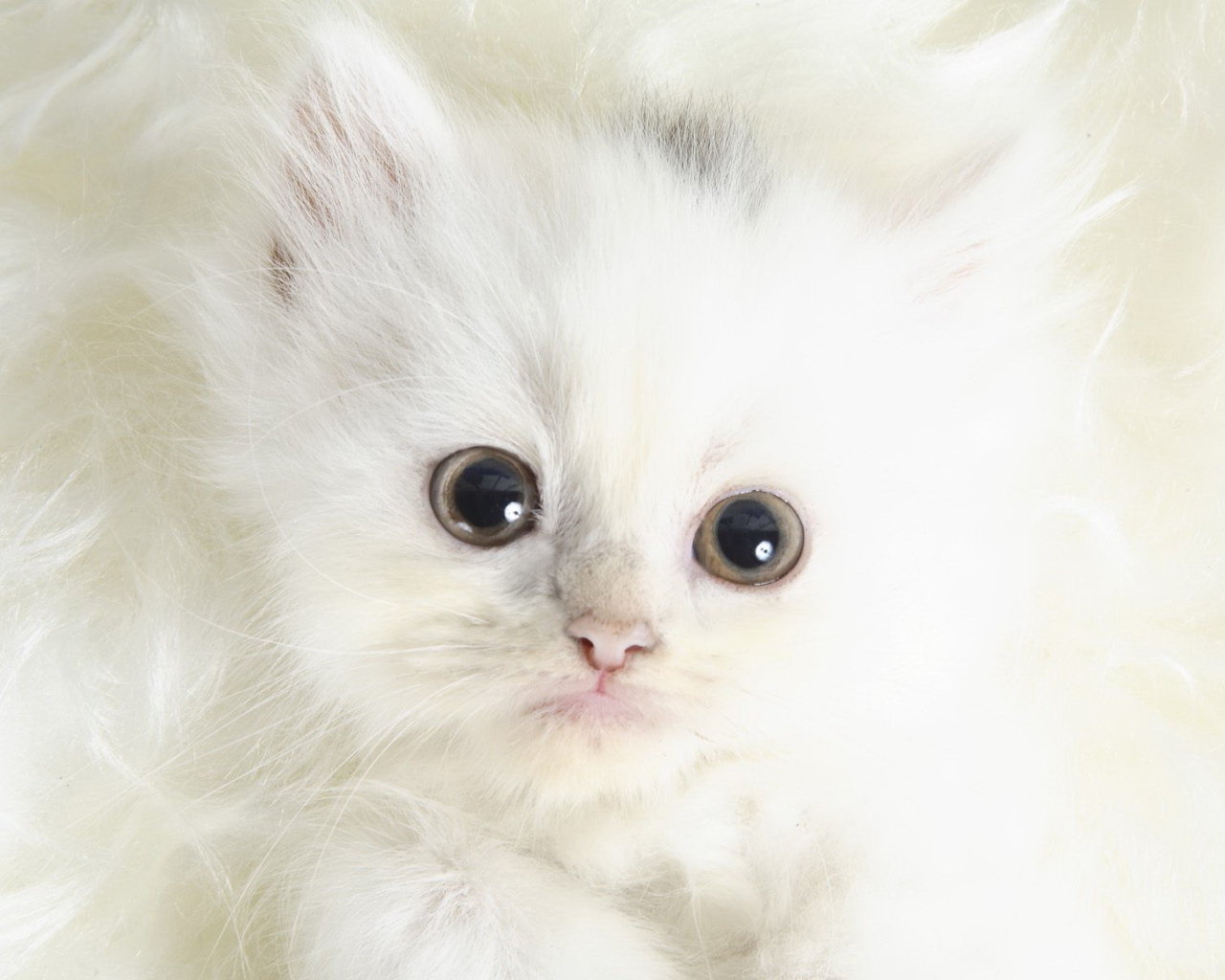 Белый котенок с черными глазами