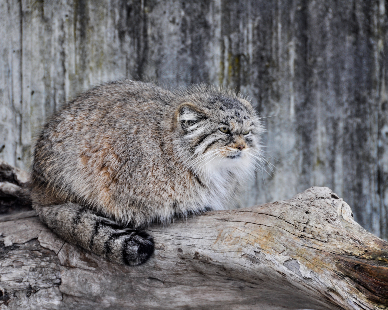 Дикий кот манул