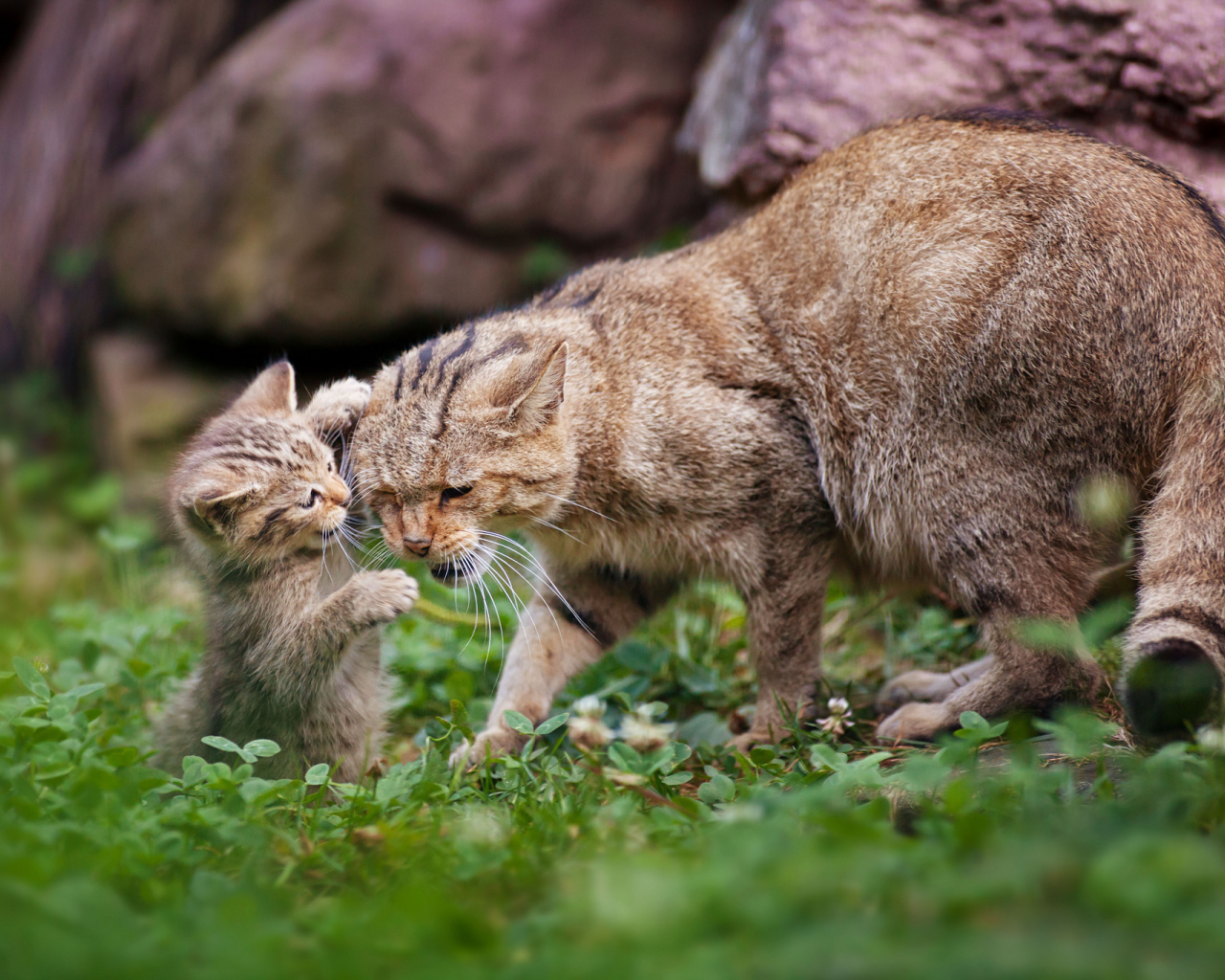 Дикая кошка с котенком