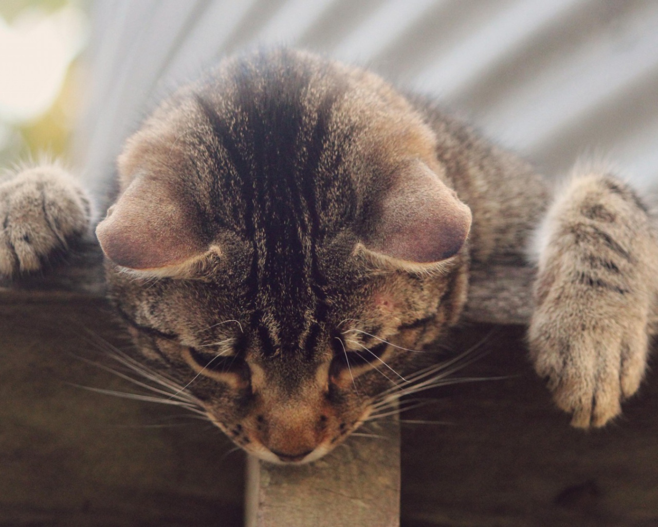 Кот наблюдатель