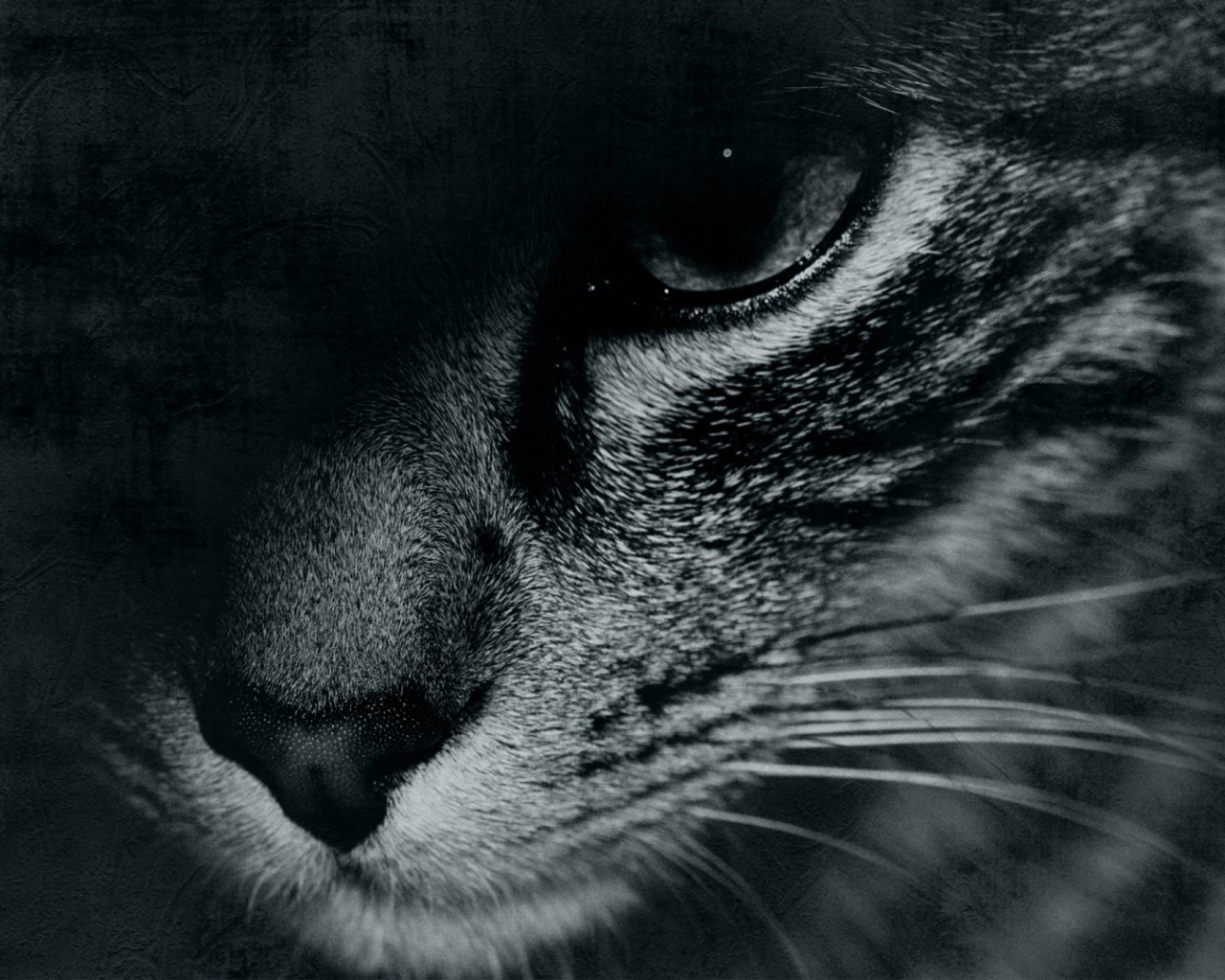 Кошачий взгляд