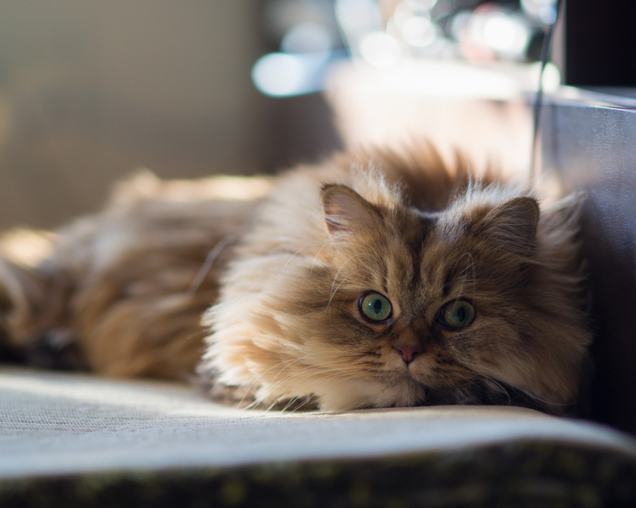 Умный кот на покрывале