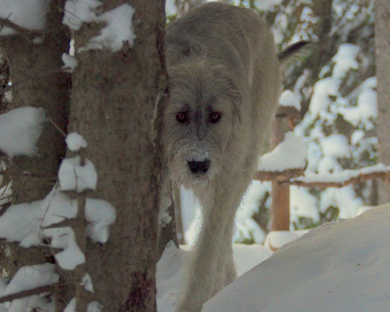 Красивый ирландский волкодав