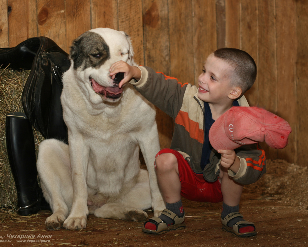 Мальчик держит за нос алабая