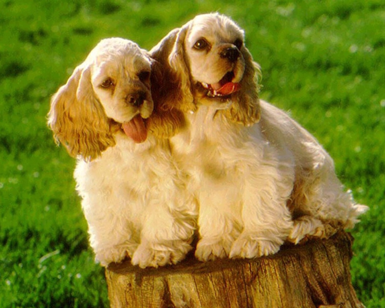 Парочка милых американских кокер спаниелей
